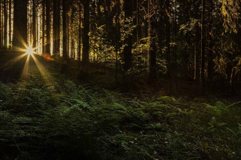 Mystic light of sun in dark forest