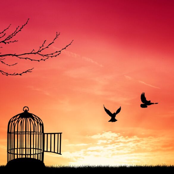 Two birds being released from cage - 5 Reflections on Creatively Cultivating Your Unique Passions