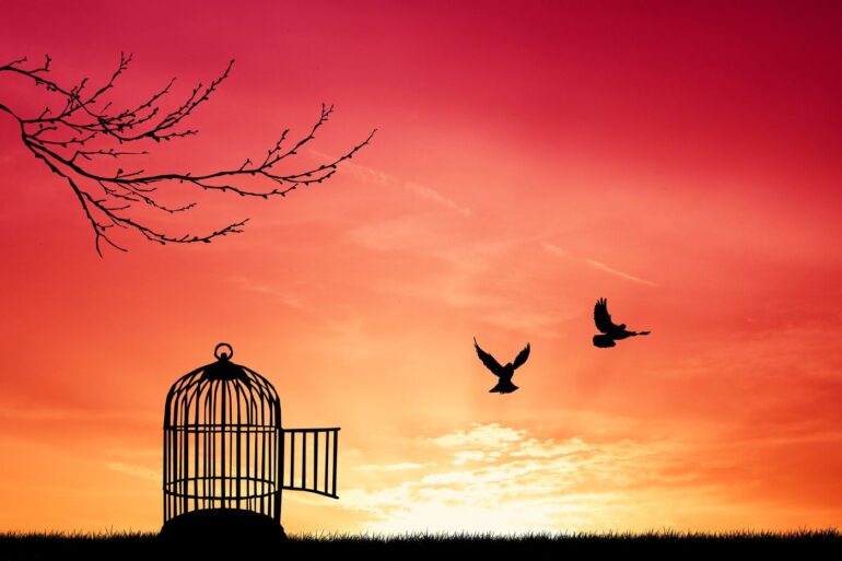 Two birds being released from cage - 5 Reflections on Creatively Cultivating Your Unique Passions
