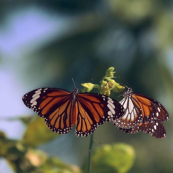 two monarch butterflies on a twig