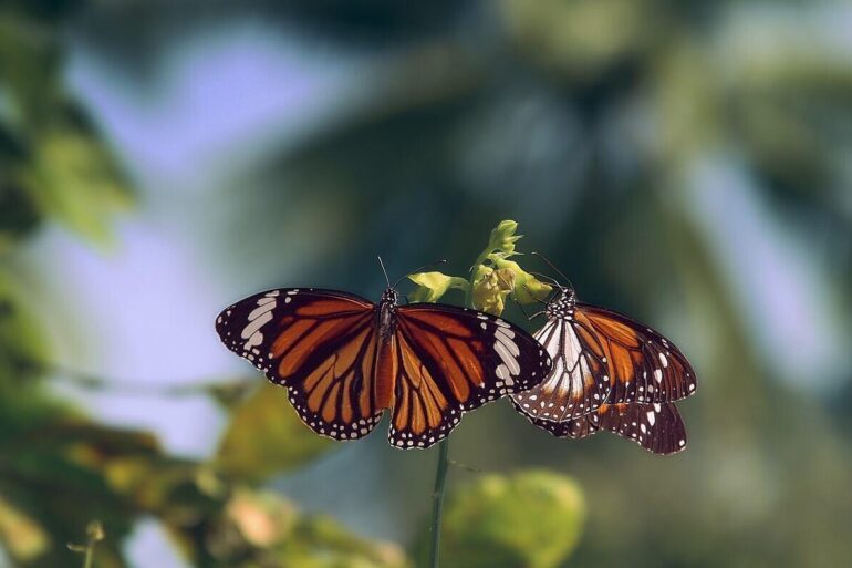 two monarch butterflies on a twig