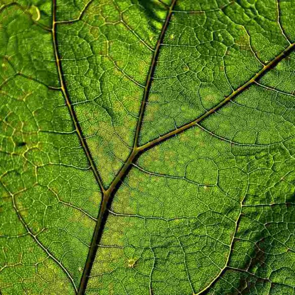 Close-up of a leaf showing the veins