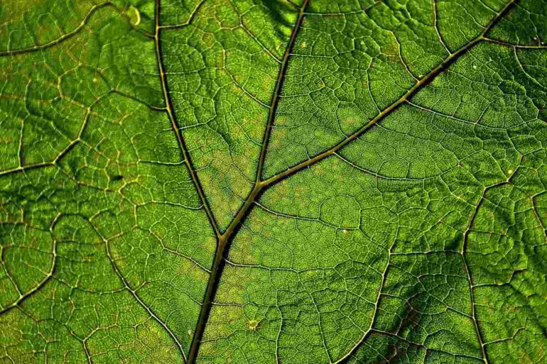 Close-up of a leaf showing the veins