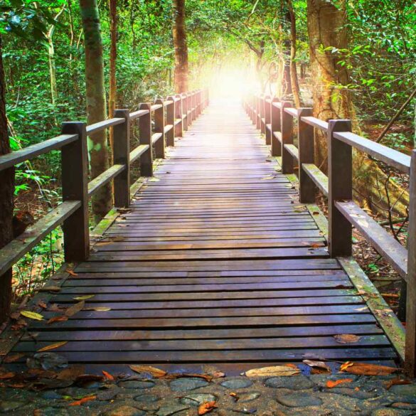 Illuminated bridge as path through forest - SYMPHONY OF THE UNIVERSE: 9 poems and parables
