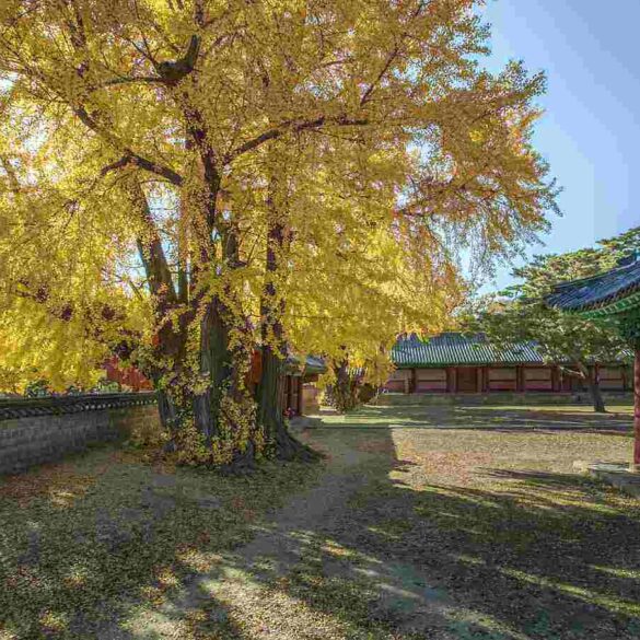Huge Ginkgo Biloba tree in a palace garden in Japan - BEACONS OF HOPE: Planting seeds from Hiroshima