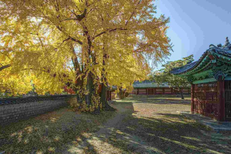 Huge Ginkgo Biloba tree in a palace garden in Japan - BEACONS OF HOPE: Planting seeds from Hiroshima