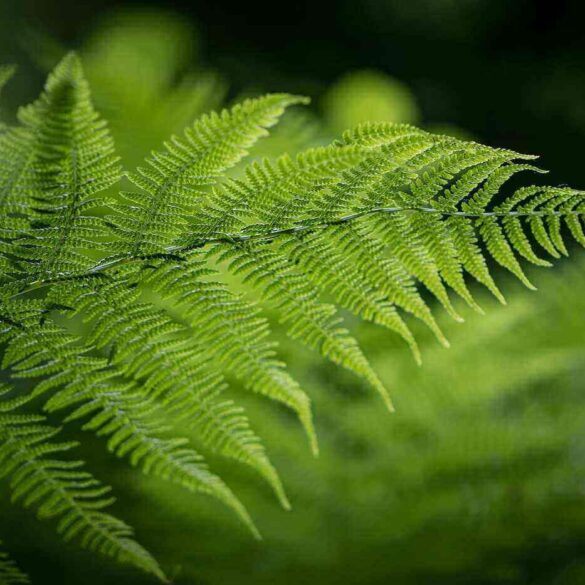 Fern frond in a misty background