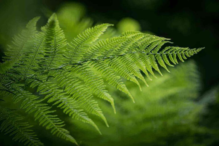 Fern frond in a misty background