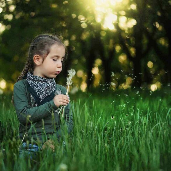 little girl blowing dandelion seeds - Dandelions: Useful in Both Folk Medicine and the Modern World