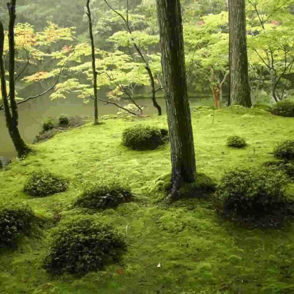 Moss covered earth and trees