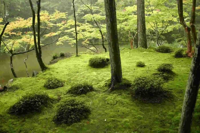 Moss covered earth and trees
