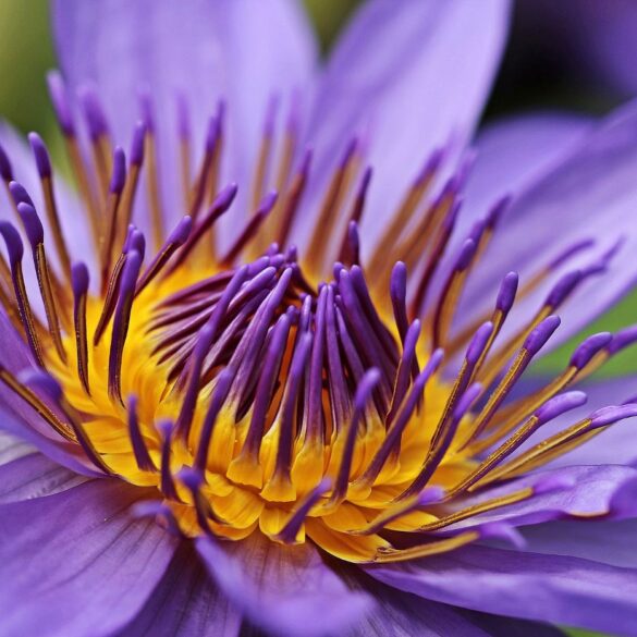 Close-up of lotus flower - “Saint Issa” and Other Spiritual Poems and Parables