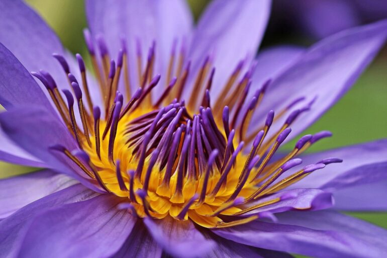 Close-up of lotus flower - “Saint Issa” and Other Spiritual Poems and Parables