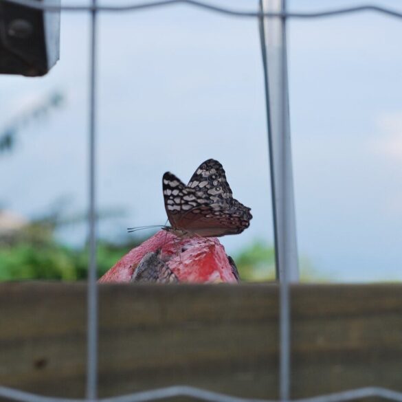 Butterfly through prison bars - Finding the Beauty Within During Life’s Biggest Challenges