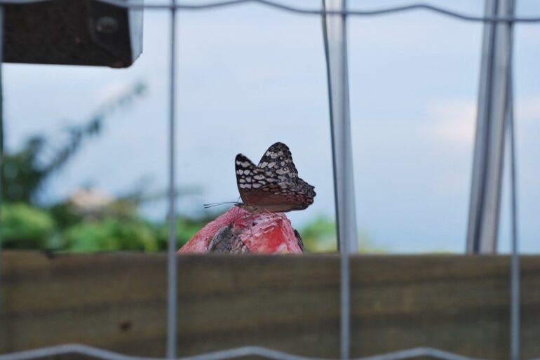 NO ONE CAN EVER FULLY BE LOST: Finding beauty through our most challenging trials 13 Butterfly through prison bars - Finding the Beauty Within During Life’s Biggest Challenges