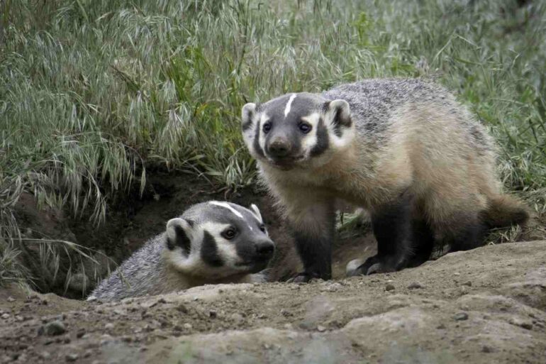 Two badgers at the entrance to their sett - Wild Theatre: Watching the Badger at Night in London