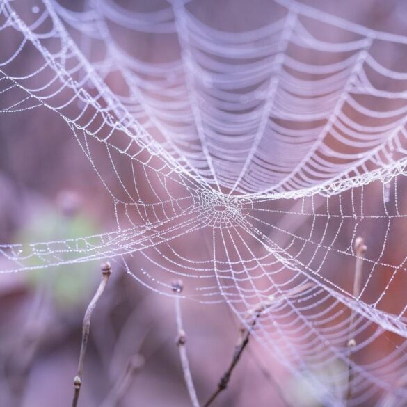 Closeup of spiderweb with world behind - 3 Poetic Meditations, Including "An Uneasy Beauty”