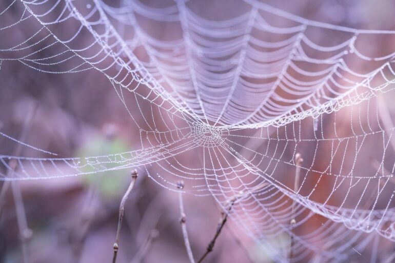 Closeup of spiderweb with world behind - 3 Poetic Meditations, Including "An Uneasy Beauty”