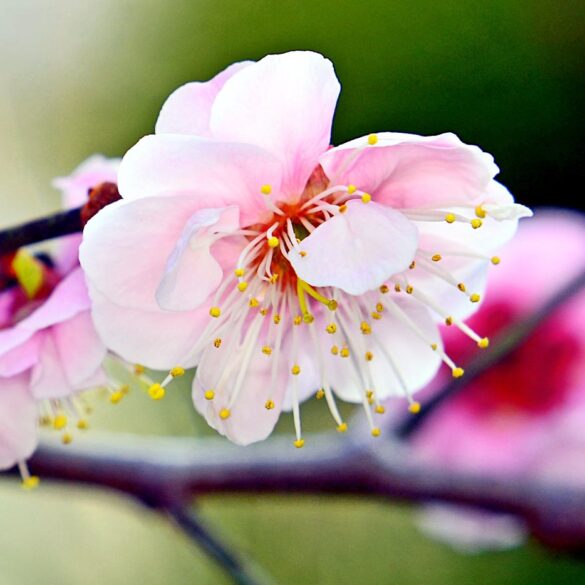 Ume blossom - Spring Comes to Japan: The Arrival of the Ume Blossom Festival