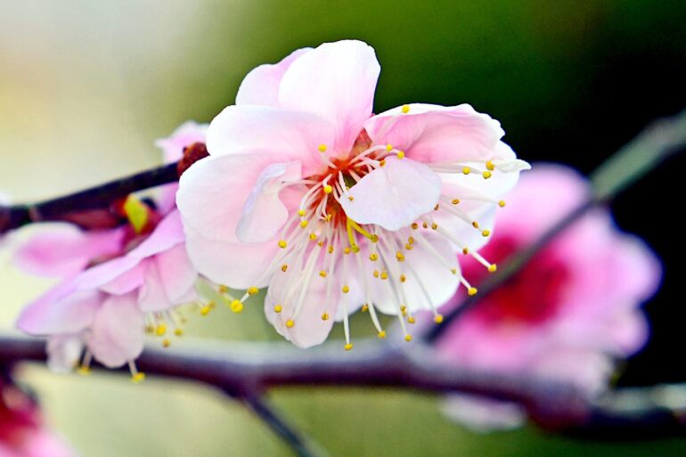Ume blossom - Spring Comes to Japan: The Arrival of the Ume Blossom Festival