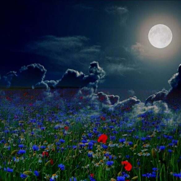 Full moon in garden at night