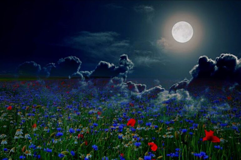 Full moon in garden at night