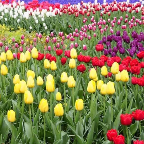 Tulips in Keukenhof Gardens - Tulip Season at the Keukenhof Gardens and the Bloemenmarkt