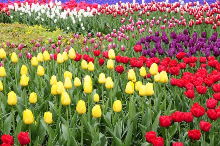 Tulips in Keukenhof Gardens - Tulip Season at the Keukenhof Gardens and the Bloemenmarkt