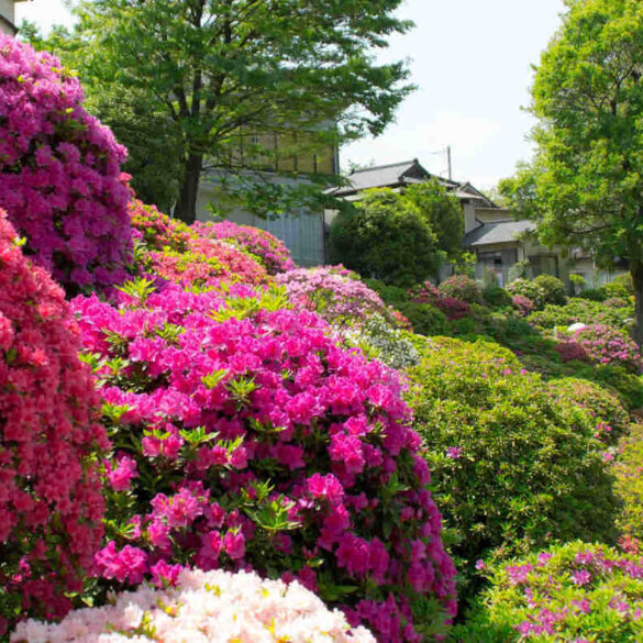 Azaleas in bloom at Tokyo's Nezu Shrine - A Day at the Azalea Festival at Tokyo’s Nezu Shrine