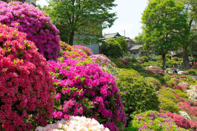 Azaleas in bloom at Tokyo's Nezu Shrine - A Day at the Azalea Festival at Tokyo’s Nezu Shrine