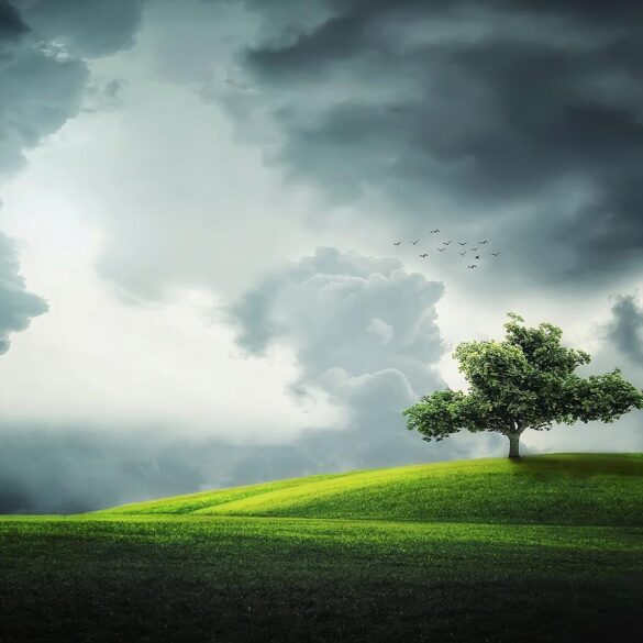 Lone tree in cloudy field - 3 Poems That Promote Peace, Including "Eternal Sleep"