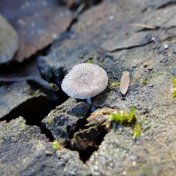 mushroom growing through a crack in a pavement - Stoic in Training: Living a Virtuous Life in the Present