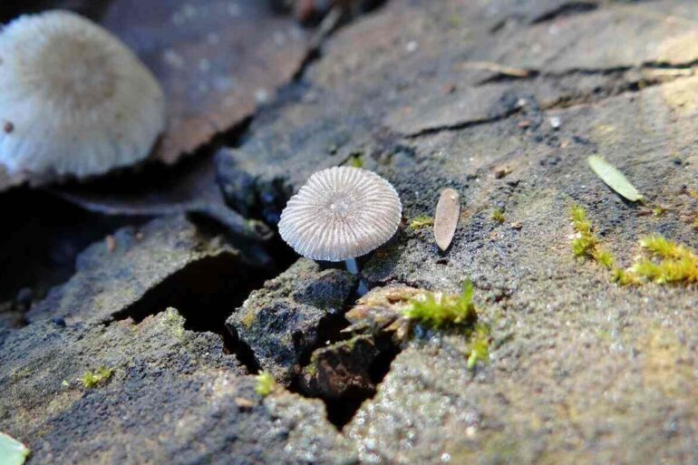 mushroom growing through a crack in a pavement - Stoic in Training: Living a Virtuous Life in the Present