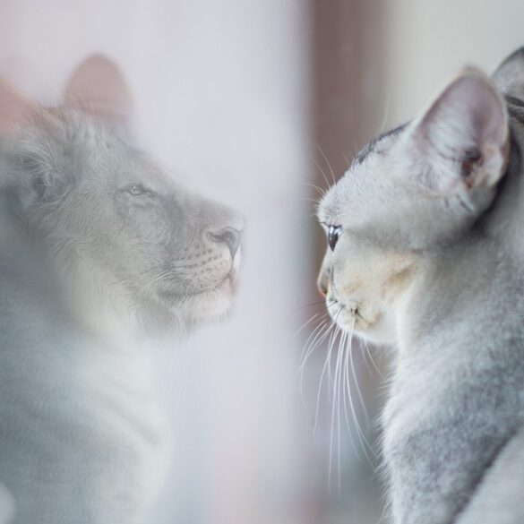 Housecat looking in mirror and seeing lion - 4 Ways to Recreate Yourself With More Confidence