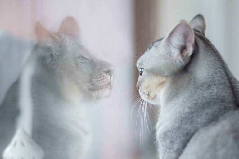 Housecat looking in mirror and seeing lion - 4 Ways to Recreate Yourself With More Confidence
