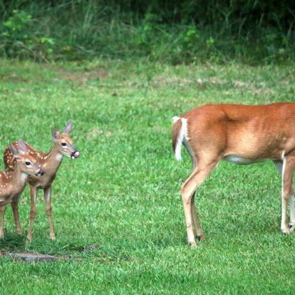 A doe and two fawns - 3 Poems About Our Impermanent World, Including ”The Blues”