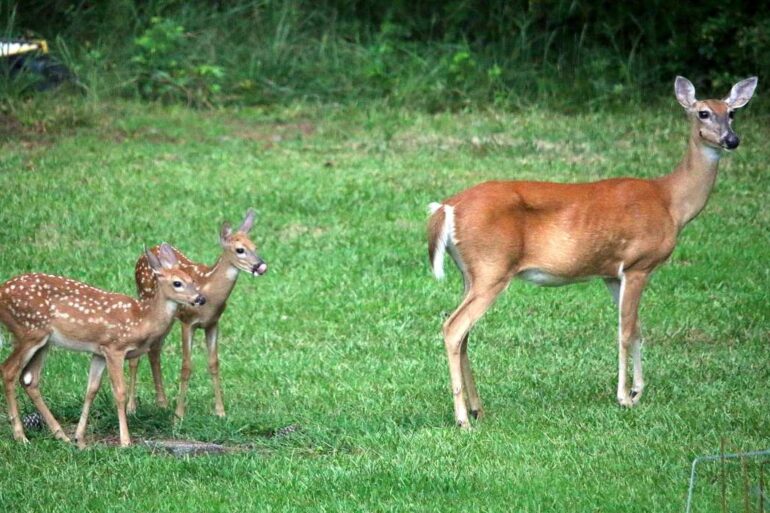 A doe and two fawns - 3 Poems About Our Impermanent World, Including ”The Blues”