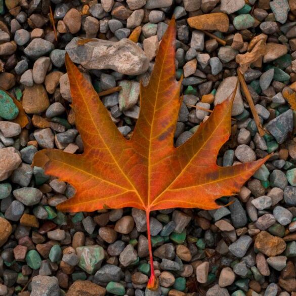 Autumn leaf that has fallen on small stones - 3 Poems About Life’s Journey, Including ”Poem Without Words”