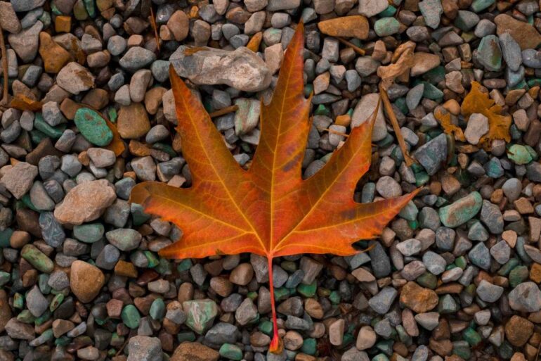 Autumn leaf that has fallen on small stones - 3 Poems About Life’s Journey, Including ”Poem Without Words”
