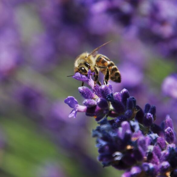 Bee on Provence lavender plant