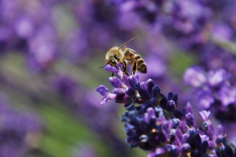 Bee on Provence lavender plant