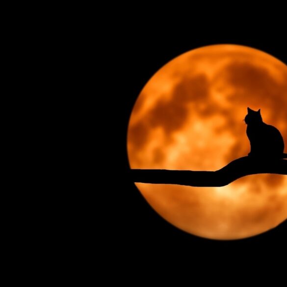 silhouette of cat on a branch in front of full moon - Long-Tailed Parable: I Write Sermons for a Cat Sanctuary