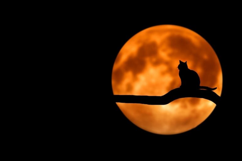 silhouette of cat on a branch in front of full moon - Long-Tailed Parable: I Write Sermons for a Cat Sanctuary