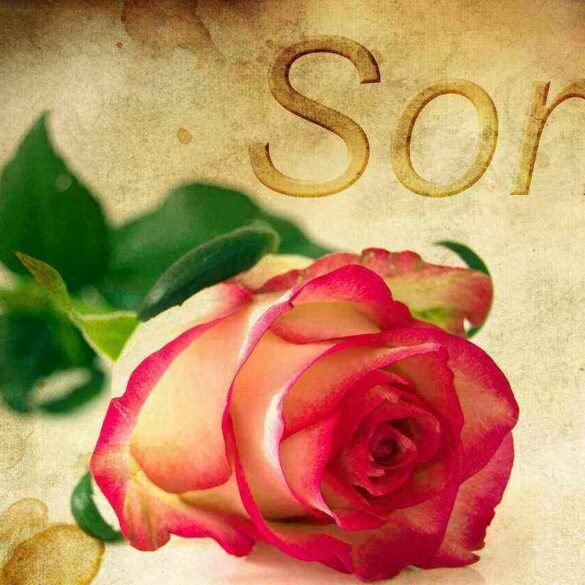 Rose with word sorry - How Stoics Turn a "Bad" Thing Into a Good Opportunity