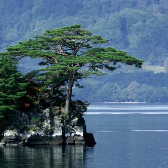 Pinus densiflora (Japanese red pine) next to water - Japanese Pines: The Most Important Tree in Japanese Gardens