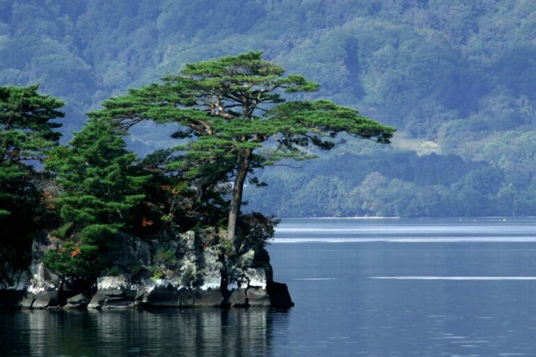 Pinus densiflora (Japanese red pine) next to water - Japanese Pines: The Most Important Tree in Japanese Gardens