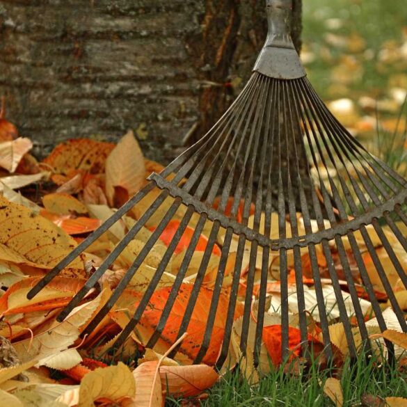 A rake next to autumn leaves that have fallen from a tree - The Art of Fallen Leaves in the Autumn