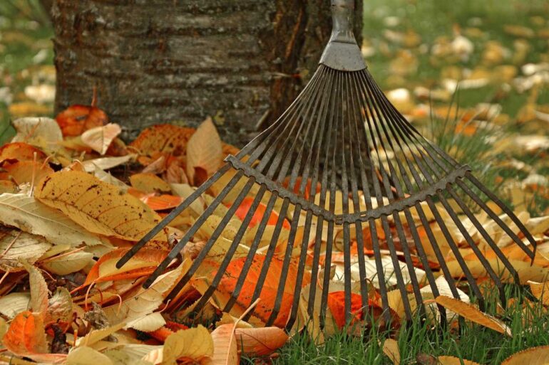 A rake next to autumn leaves that have fallen from a tree - The Art of Fallen Leaves in the Autumn