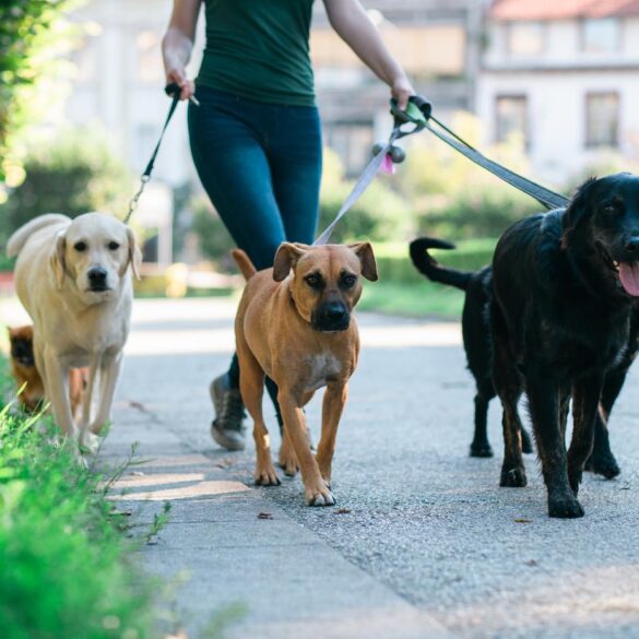 Woman walking five dogs of different breeds - A Dog’s Reality: Do You and Your Dog See Things Differently?