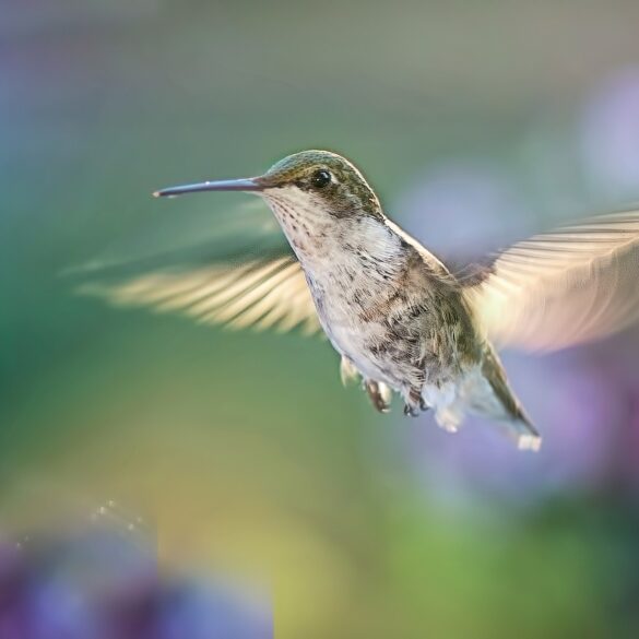 Hummingbird flying near purple flowers - 5 Deep Writing Prompts to Help You Visit Your Ancestors